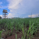 Ethanol, a biofuel, is a cleaner alternative to fossil fuels, and it is derived from sugar and starch-rich agricultural byproducts. It helps provide additional use for these products and boosts farmer incomes.